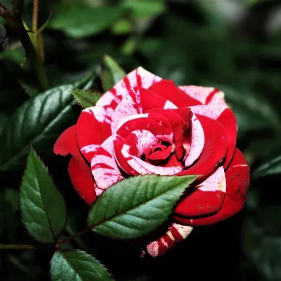 Rose red white Miniature Rose Seeds