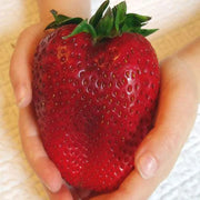 Super Giant Strawberry Fruit Seeds