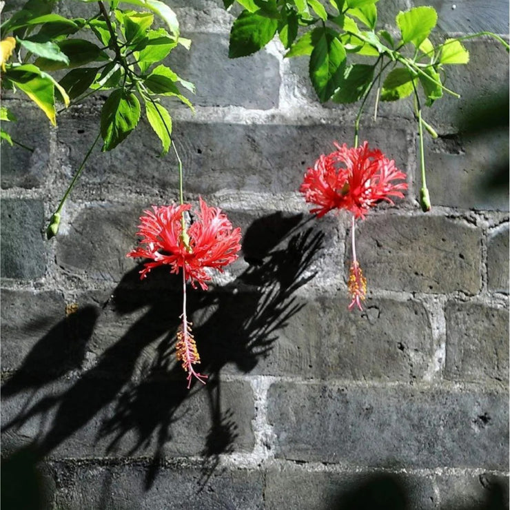 Hibiscus schizopetalus Seeds