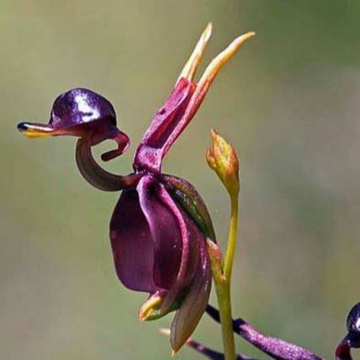 🦆"Major Flying Duck" Dark Purple Orchid Flower Seeds Garden Potted Flower Seeds