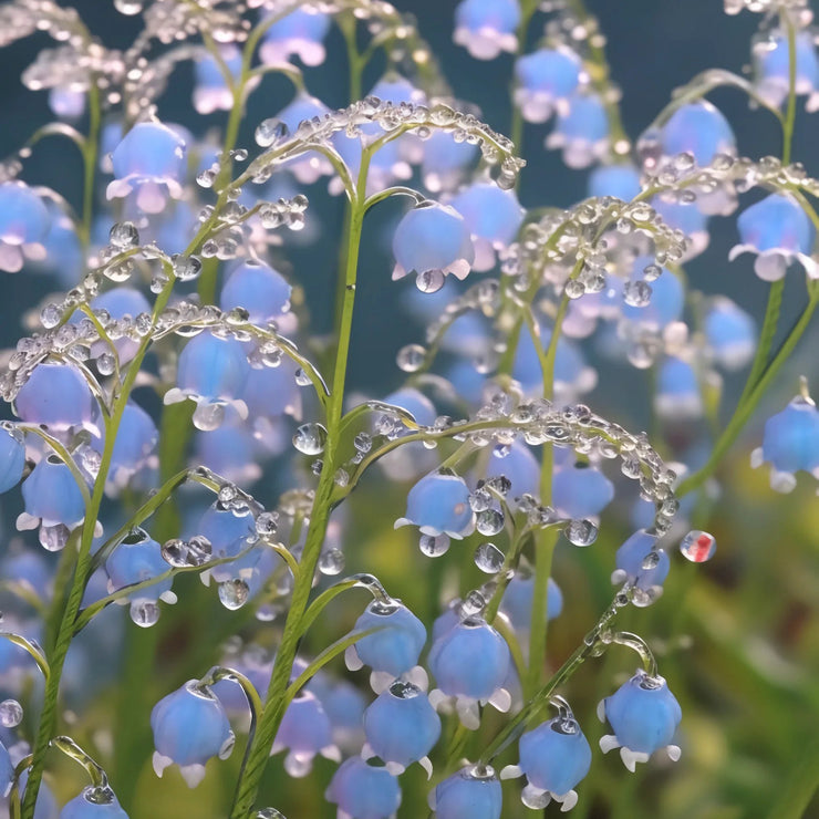 Up to 48%off❤️‍🔥lily of the valley(Convallaria majalis)seeds