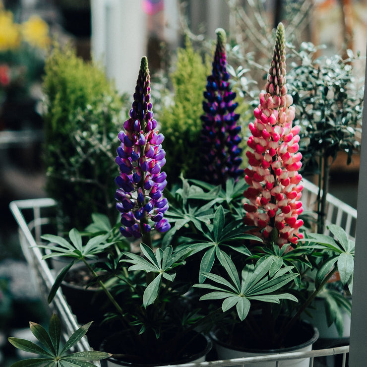 HOT SALL💥Lupine Seeds 🌸🌸🌸