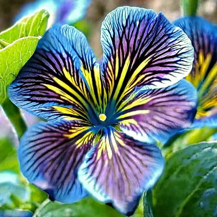 Chilean Morning Glory Seeds