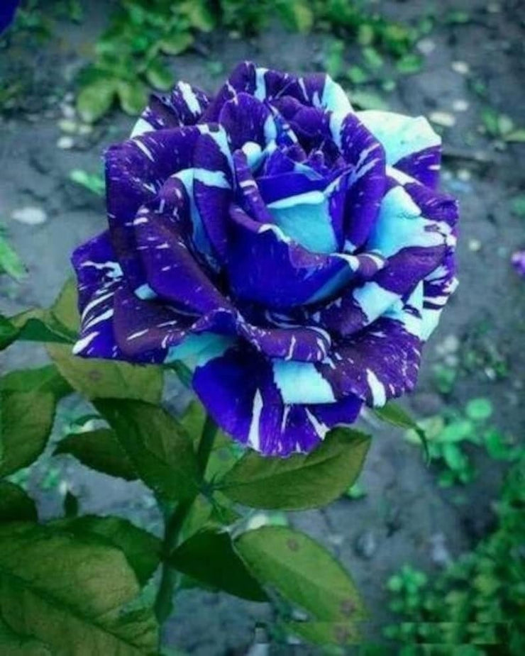 Blue Dragon Rose Seeds-Perennial -Authentic Seeds