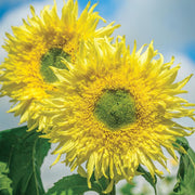 Sunflower, Zeus Hybrid