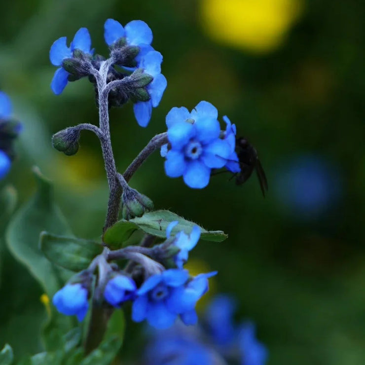 Chinese forget-me-not Seeds