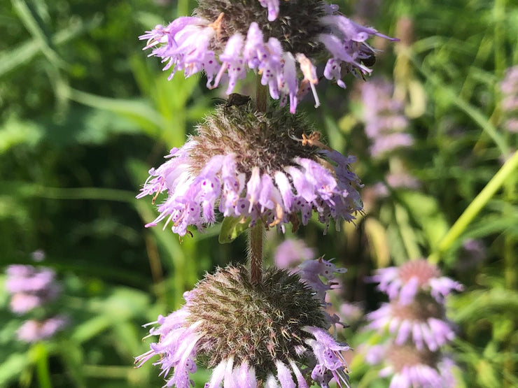 Downy Pagoda-plant - Blephilia ciliata