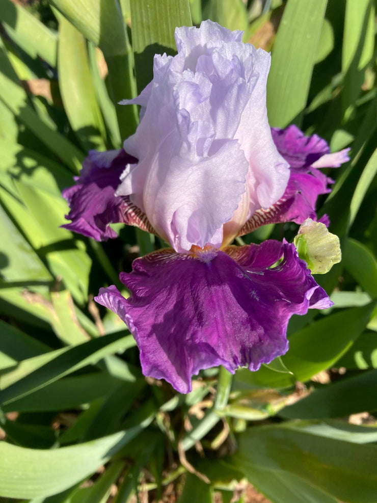 Bearded Iris - Califlora Mariposa Skies (Reblooming)
