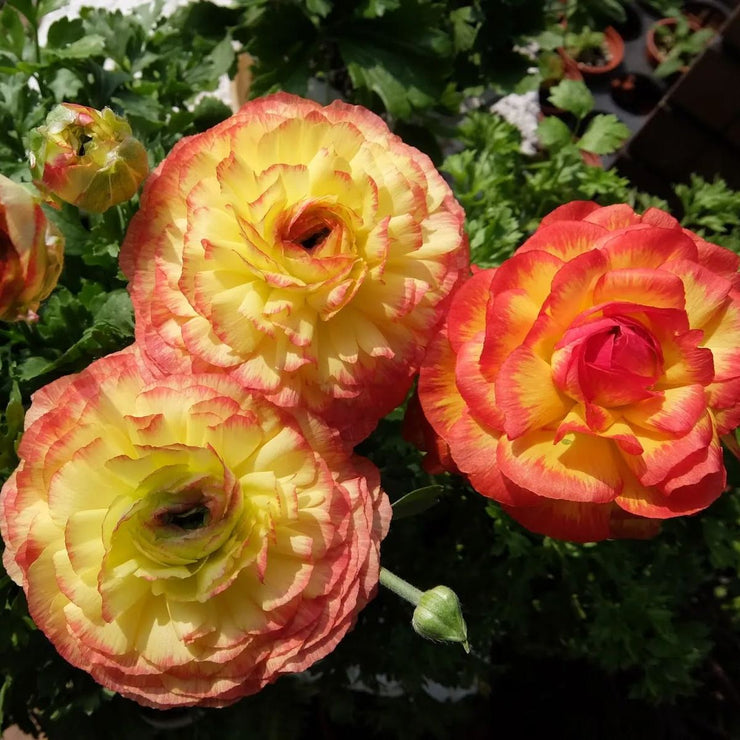 Ranunculus 'Picotee Orange' Seeds