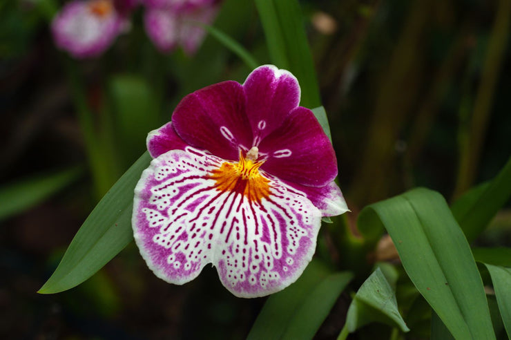 MIX  Orchid Miltoniopsis Breathless 'Beauty'   Seeds