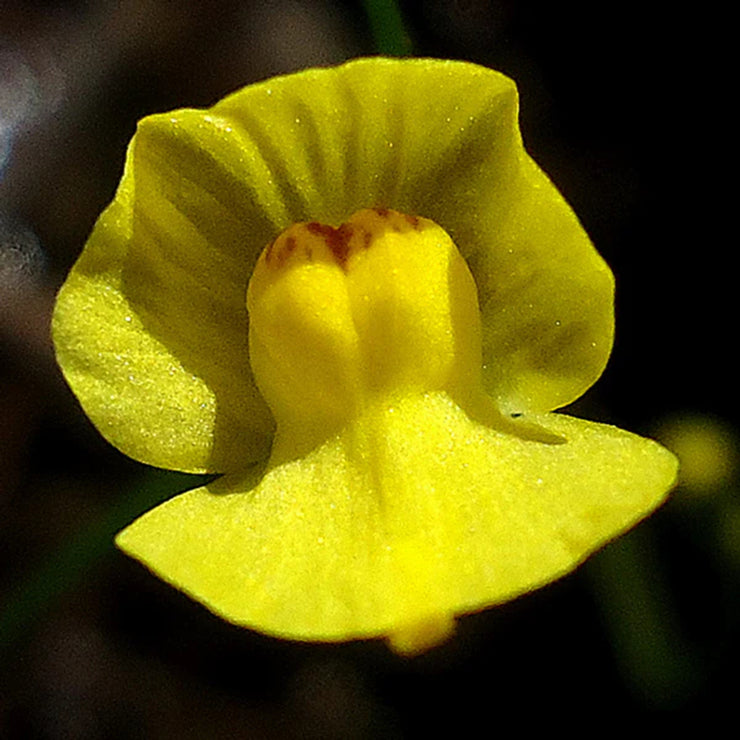 New off🔥Utricularia gibba seeds