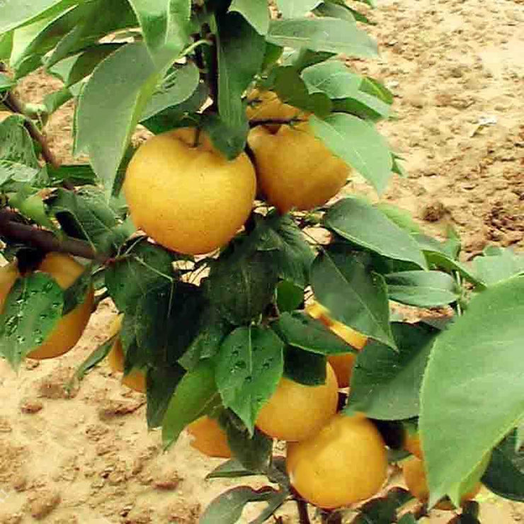 Egrow 10Pcs/Bag Pear Seeds Yellow Chinese Pear Tree Bonsai Seeds Sweet Delicious Exotic Fruit Seeds