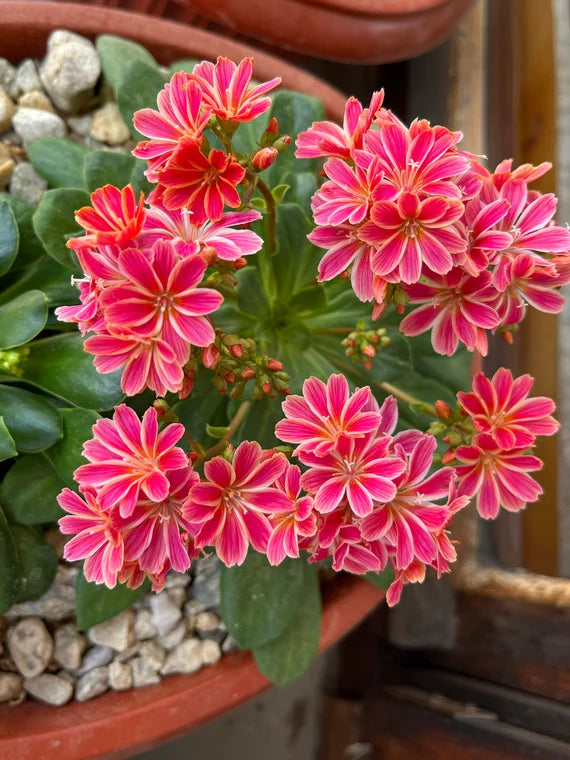 lewisia cotyledon elise mix