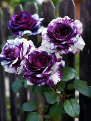 Rare Tricolor Rose 'Watercolor'