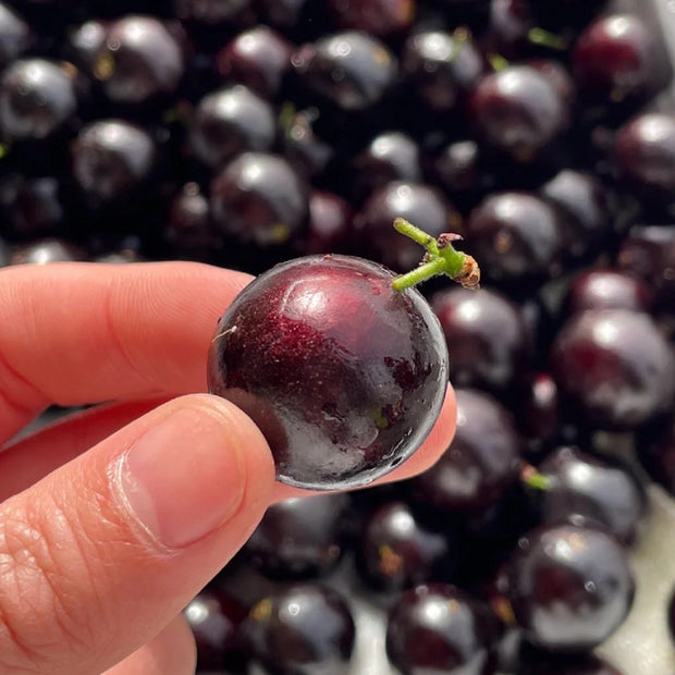 Jabuticaba Seeds