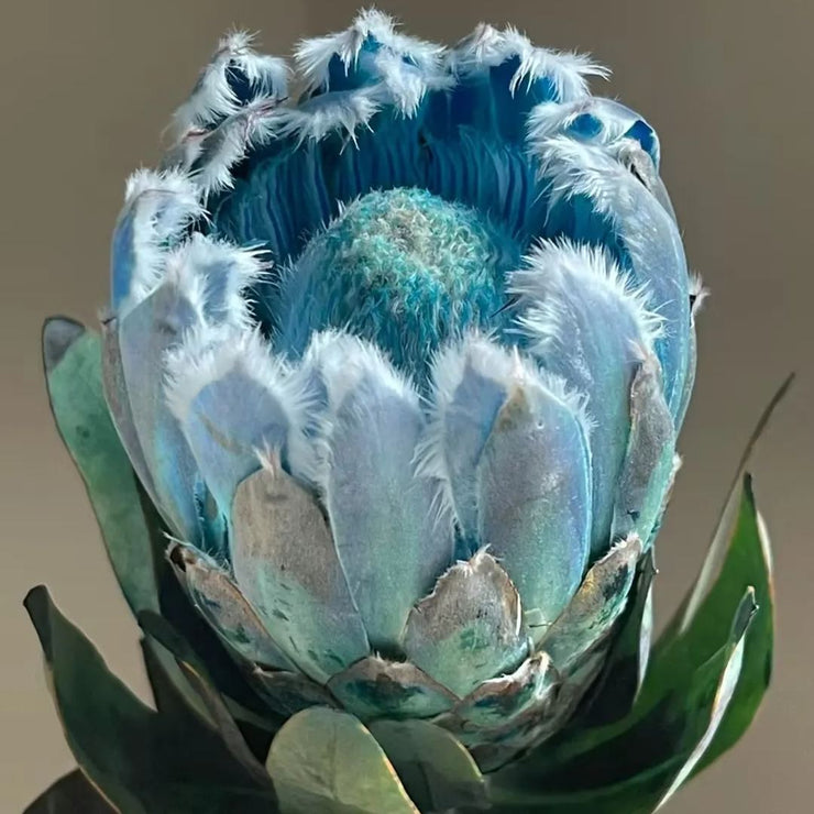 King Protea-Princess  Seeds