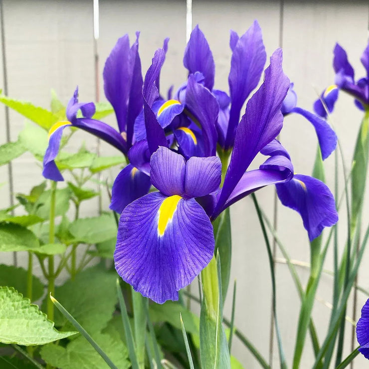 Dutch Iris 'Discovery'