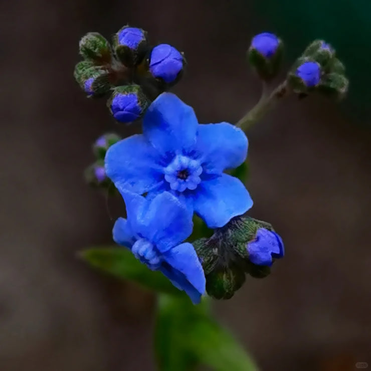 Chinese forget-me-not Seeds