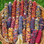 Painted Hill Sweet Corn Seeds