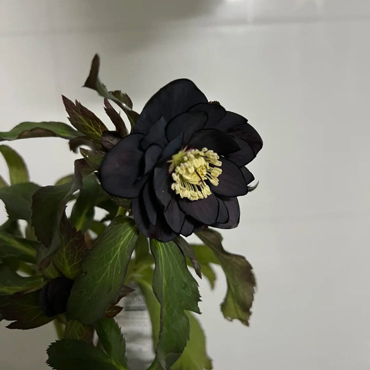 Helleborus Seeds-Black Swan