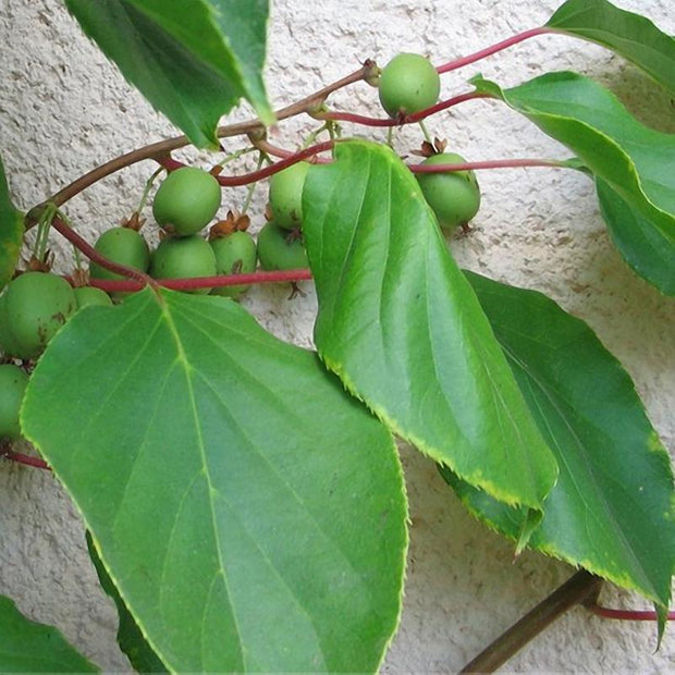 Egrow 50Pcs(100Pcs)/Bag Mini Kiwi Berry Seeds Miniature Kiwi Berry Hardy Actinidia Arguta Fruit Seeds