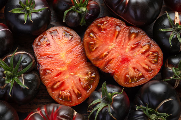 Giant Black Beauty Tomato