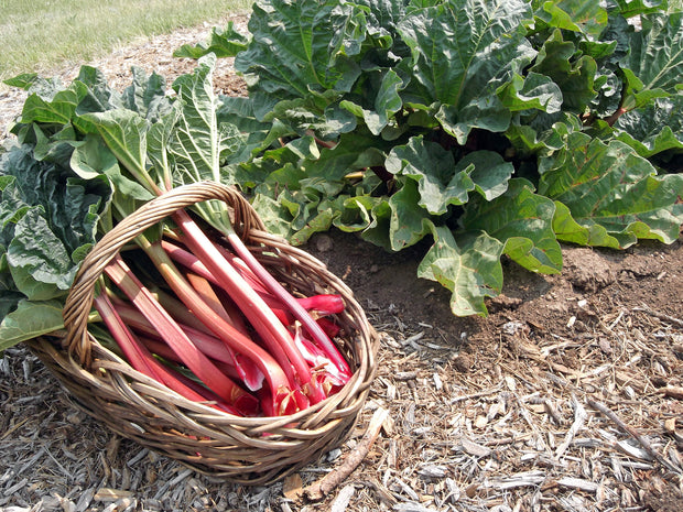 Rhubarb Seeds