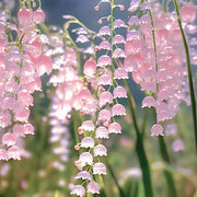 Up to 48%off❤️‍🔥lily of the valley(Convallaria majalis)seeds