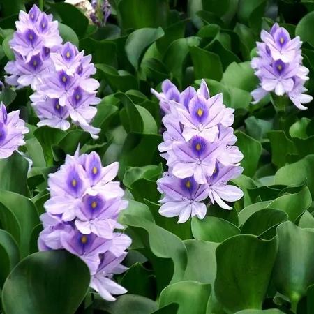 Water Hyacinth (Eichhornia crassipes) Seeds