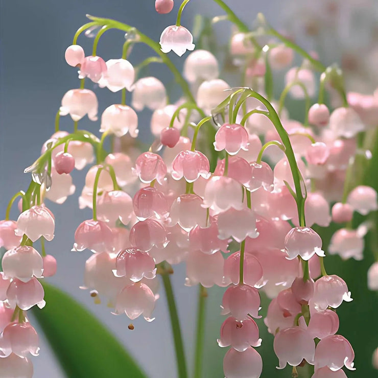 Up to 48%off❤️‍🔥lily of the valley(Convallaria majalis)seeds