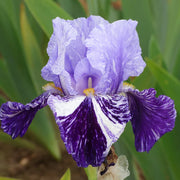 Iris germanica 'Millennium Falcon'