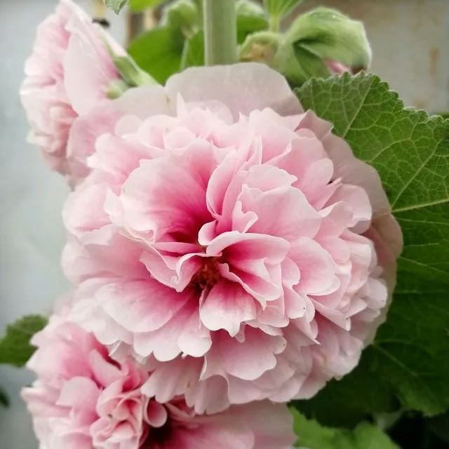 Hollyhock Seeds - Chaters Double
