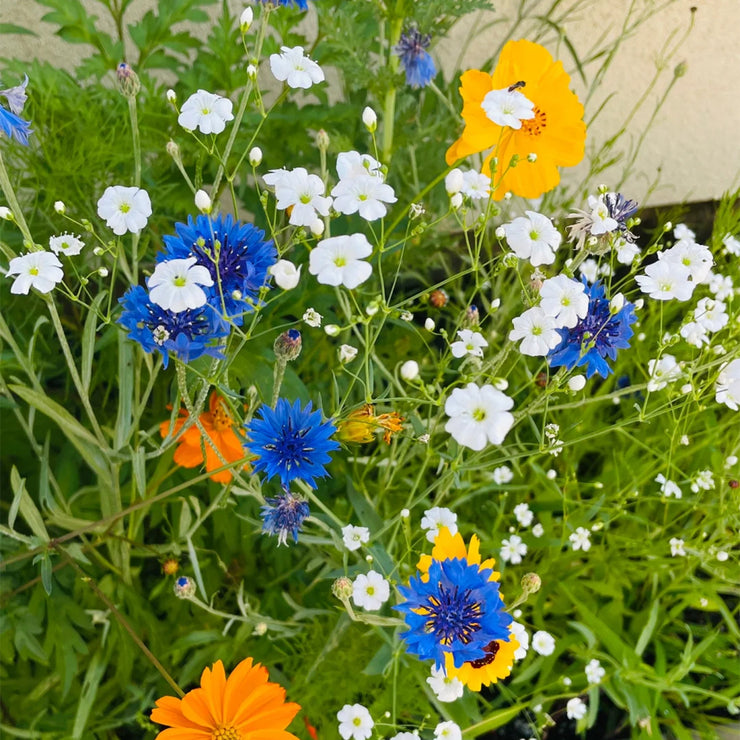 25%OFF💥Wildflowers Combine 50 kinds of flower seeds