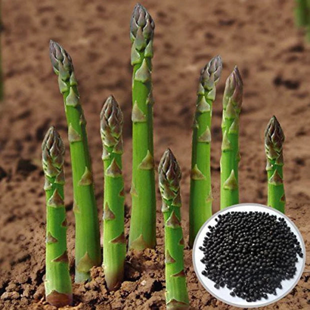 Asparagus Seeds - Mary Washington