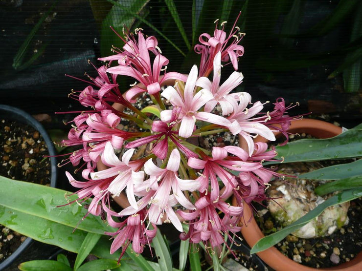 Ammocharis coranica - Ground lily