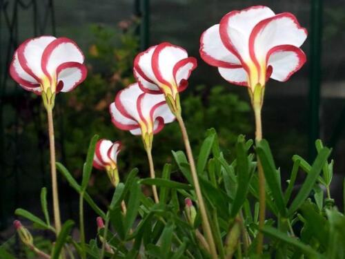 Candy Cane Sorrel Seeds