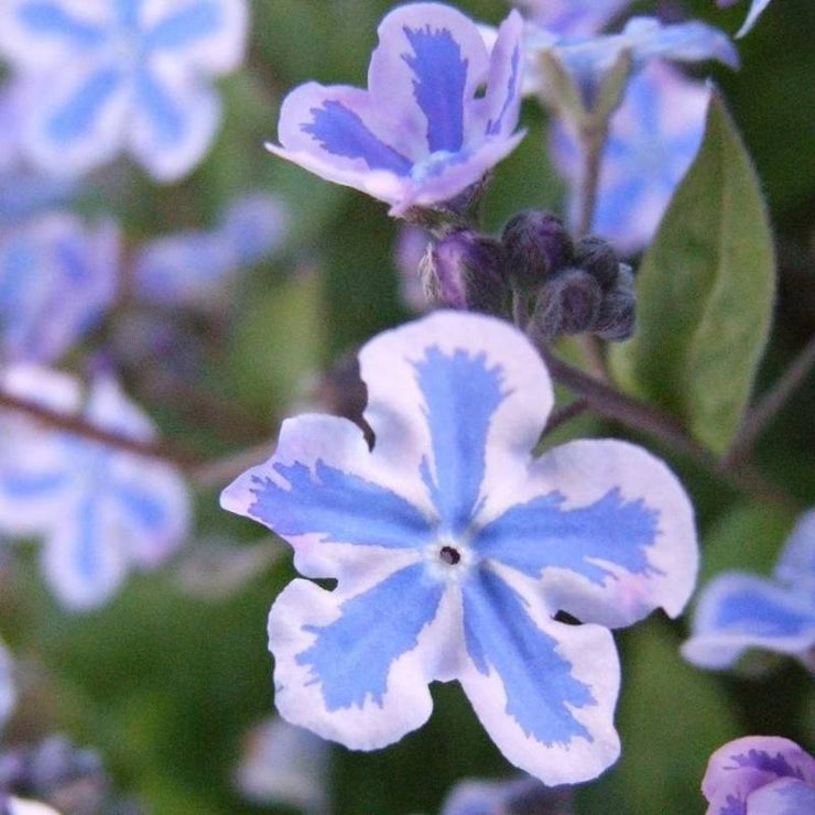 Omphaloides Starry Eyes