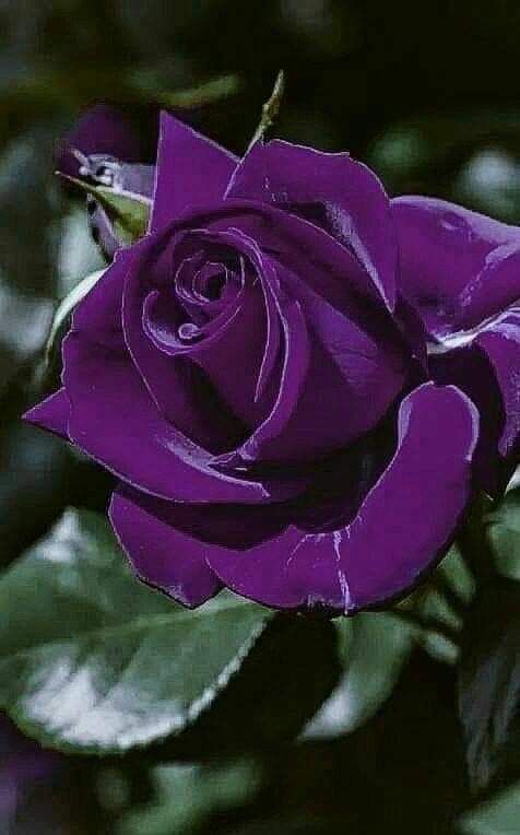 Rare Exotic Dark Purple Rose