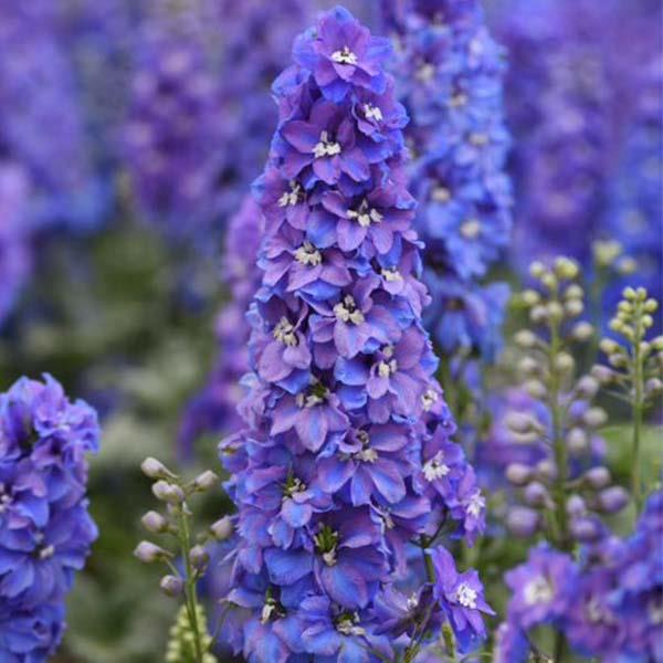 Delphinium elatum 'Blue Lace'