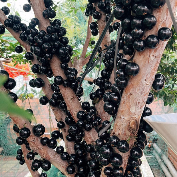 Jabuticaba Seeds