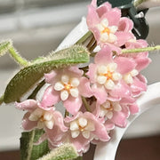 Hoya thomsonii pink
