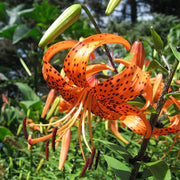 Hybrid Tiger Lily