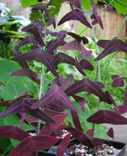 Organic Red Wing BUTTERFLY Plant Bat Wing Christia Vespertilionis Maripos