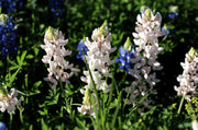 🤍LUPINE SNOW PIXIE, Lupinus White Bluebonnet / Fast Annual Fragrant Flower Seeds