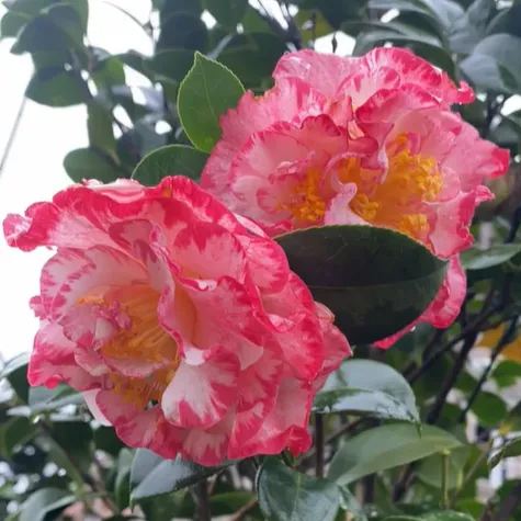 Camellia Japonica ‘Margaret Davis’