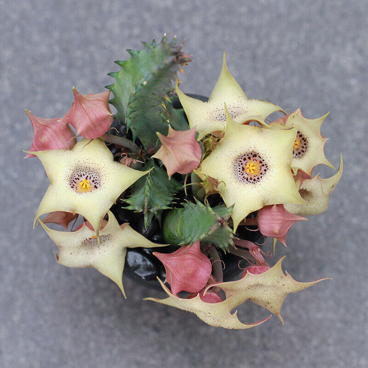 Succulent Plants Huernia blyderiverensis Garden Decoration flower plant SEEDS