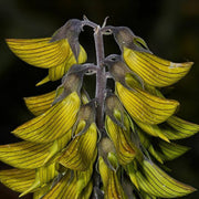Crotalaria Cunninghamii Seeds