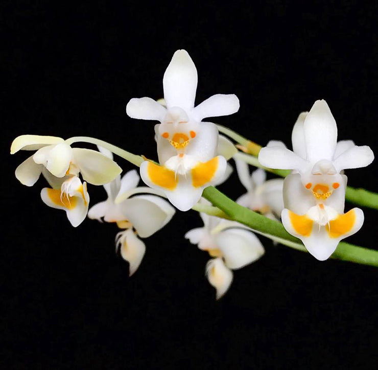 Phalaenopsis lobbii