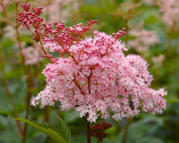 Filipendula rubra 'Venusta'