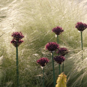 Nassella Tenuissima Seeds